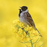 Common reed bunting (Emberiza schoeniclus) male calling / singing in flowering rape field / rapeseed field in spring